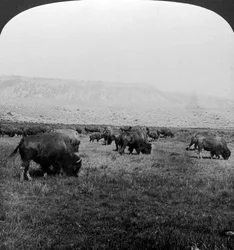 Bison, Yellowstone nationalpark, USA