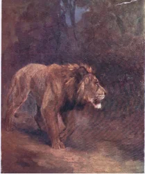 Ett lejon i den afrikanska skogen