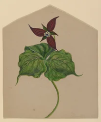 Vinröd blomma