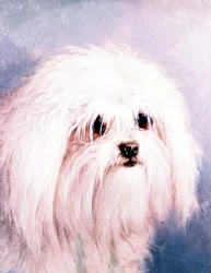 Maltesisk terrier (panel)
