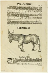 Illustration från "Thierbuch", plansch 42 från Träsnitt ur böcker från 1500-talet