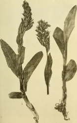 Annaler från K.K. Naturhistoriska hovmuseet (1914) (18196503932)