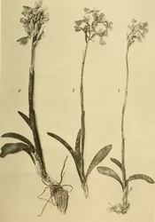 Annaler från K.K. Naturhistoriska hovmuseet (1914) (18201357971)
