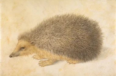 En igelkott, Erinaceus roumanicus, före 1584
