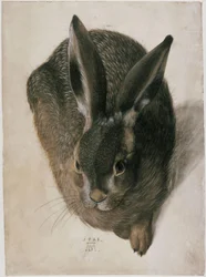 En liggande hare, sedd framifrån