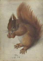 Röd ekorre