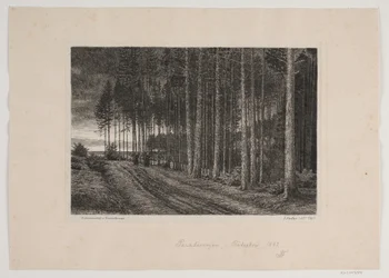 Regnig dag i granskogen