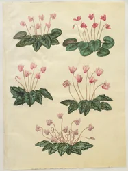 Cyclamen purprascens från albumet Gottorfer Codex, c.1650 (gouache på pergament)