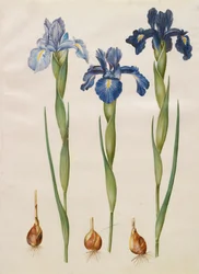 Iris xiphiodes från albumet Gottorfer Codex, c.1650 (gouache på pergament)