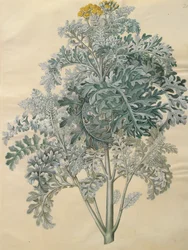 Jacobaea maritima från albumet Gottorfer Codex, c.1650 (gouache på pergament)