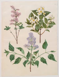 Syringa persica, philadelphus coronarius och syringa vulgaris från albumet Gottorfer Codex, c.1650 (gouache på pergament)