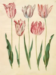 Tulipa gesneriana från albumet Gottorfer Codex, c.1650 (gouache på pergament)