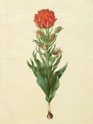Tulipa gesneriana från albumet Gottorfer Codex, c.1650 (gouache på pergament)