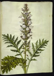 Acanthus hungaricus (hungarsk akantus)