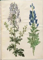 Aconitum variegatum (brokig stormhatt); Aconitum napellus (äkta stormhatt)