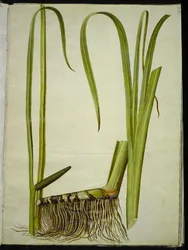 Acorus kalmus (almindelig kalmus)