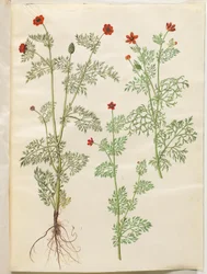 Adonis årlig (høst-adonis); Adonis sommar (sommar-adonis)