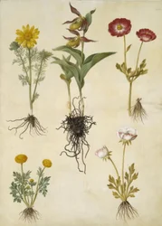 Vernal Adonis (vår-adonis); Cypripedium calceolus (stor fruesko); Asiatisk ranunkel (har-ranunkel); Smörblomma (art af ranunkel)
