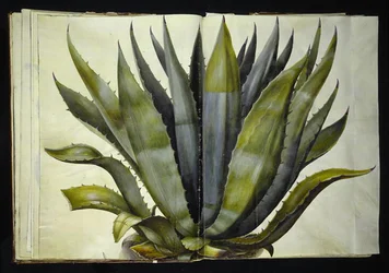 Agave americana (vanlig agave)