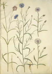 Agrostemma githago (klätt); Centaurea cyanus (blåklint)