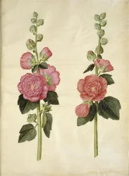 Alcea rosea (har-stokrose)