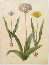 Allium moly (gullök); Allium nigrum (svart lök)