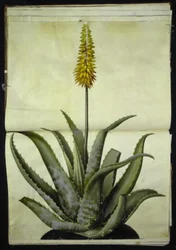 Aloe vera (medicinsk aloe)
