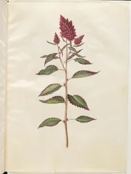 Blod amaranth (röd amaranth)