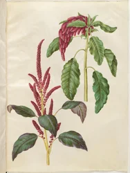 Amaranthus cruentus (röd amarant); Amaranthus caudatus (rävsvansamarant)