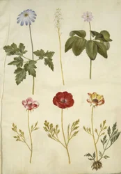 Anemone apennina (Apennines anemone); Tiarella cordifolia (vanlig skumblomma); Anemon trifolia (triplettsippa); Ranunculus asiaticus (trädgårdssmörblomma)