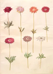 Anemon coronaria (fransk anemon); Anemone ×fulgens (blank anemon)