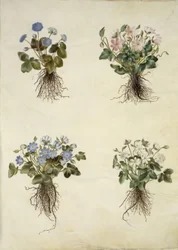 Anemone hepatica (blå anemone)