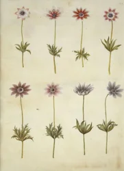 Anemone pavonina (påfågelanemon)