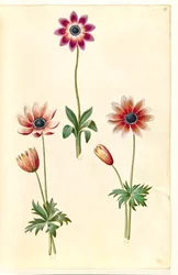 Anemone pavonina (påfågelanemon)