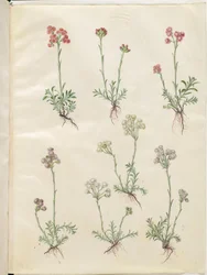 Antennaria dioica (vanlig kattfot)