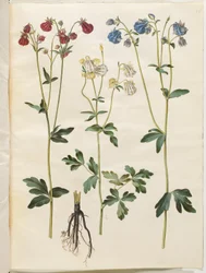 Aquilegia vulgaris (vanlig akleja)