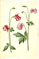 Aquilegia vulgaris (vanlig akleja)