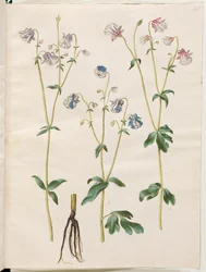 Aquilegia vulgaris (vanlig akleja)