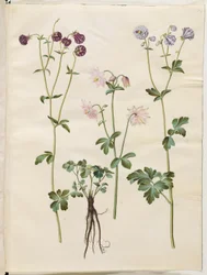 Aquilegia vulgaris (vanlig akleja)