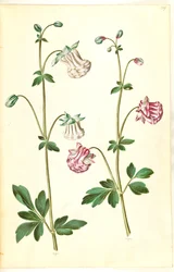 Aquilegia vulgaris (vanlig akleja)