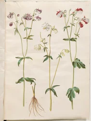 Aquilegia vulgaris (vanlig akleja)