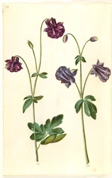Aquilegia vulgaris (vanlig akleja)
