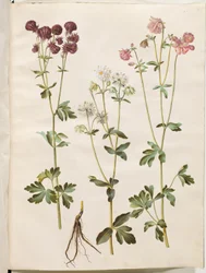 Aquilegia vulgaris (vanlig akleja)