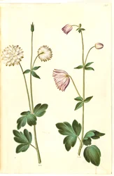 Aquilegia vulgaris (vanlig akleja)