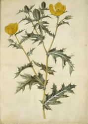 Argemone mexicana (mexikansk taggvallmo)