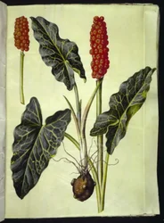 Italiensk arum (italiensk arum)
