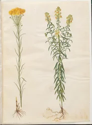Aster linosyris (guldhårig asters); Linaria vulgaris (vanlig torskmun)