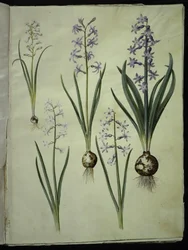 Brimeura amethystina (pyrenisk blå); Orientalisk hyacint (Almindelig hyacint)