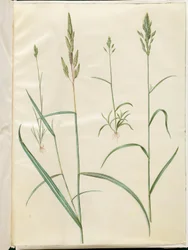 Bromus korn (blød hejre); Phalaris arundinacea