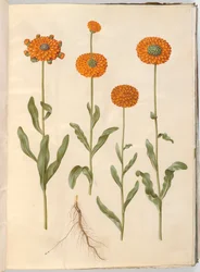 Calendula officinalis (trädgårdsringblomma)